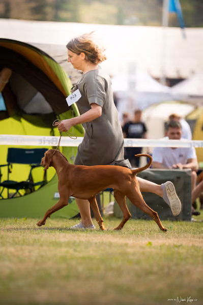 NVP Mladá Boleslav – Vizsla