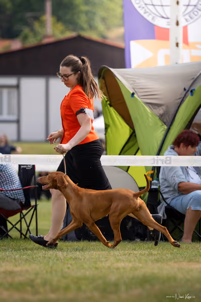 NVP Mladá Boleslav – Vizsla