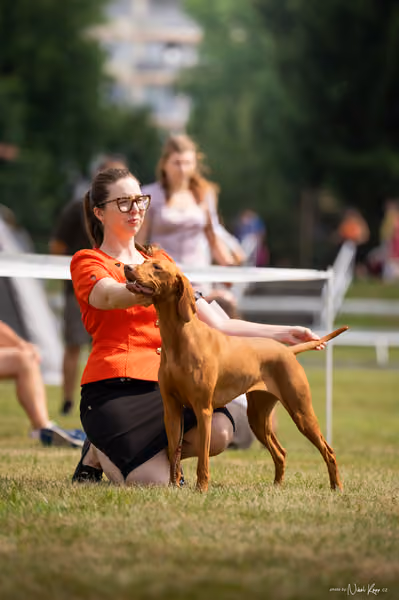NVP Mladá Boleslav – Vizsla