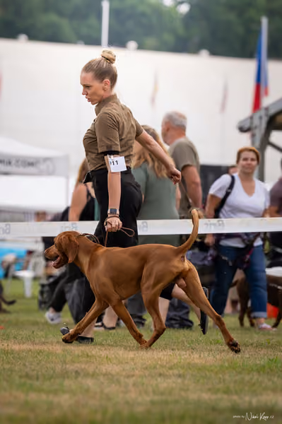 NVP Mladá Boleslav – Vizsla