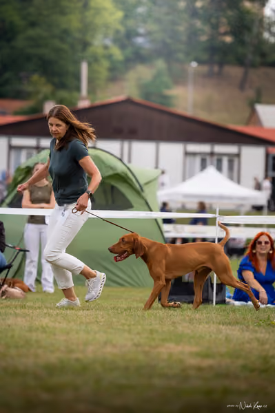 NVP Mladá Boleslav – Vizsla