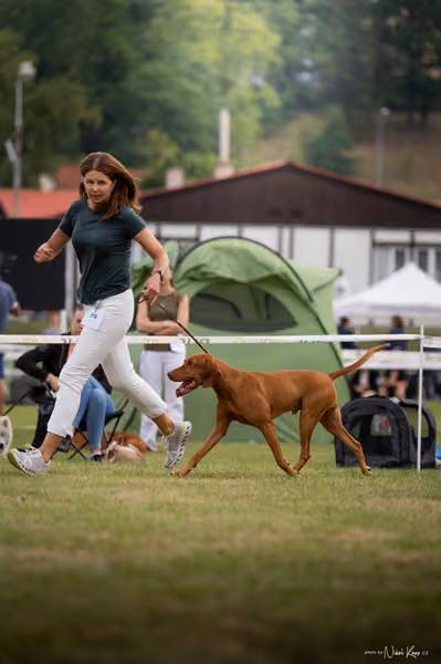 NVP Mladá Boleslav – Vizsla