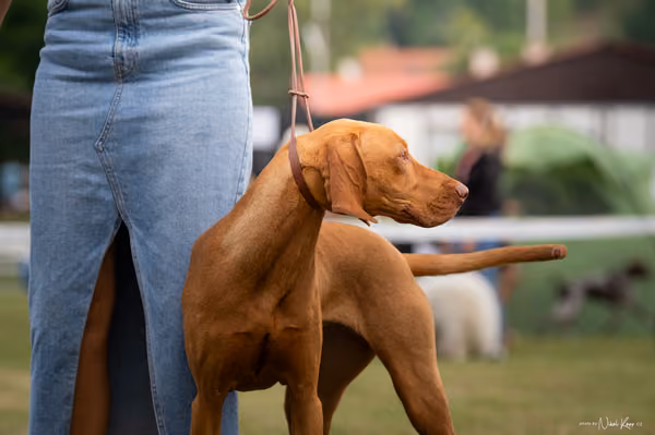 NVP Mladá Boleslav – Vizsla