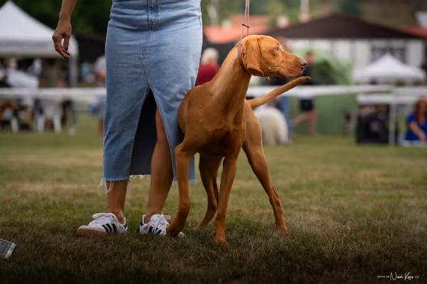 NVP Mladá Boleslav – Vizsla