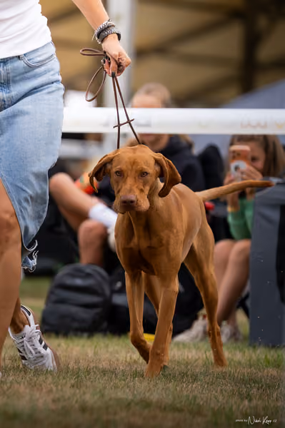 NVP Mladá Boleslav – Vizsla
