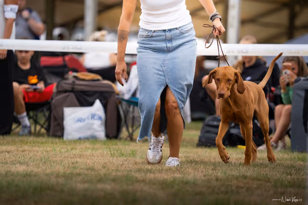 NVP Mladá Boleslav – Vizsla