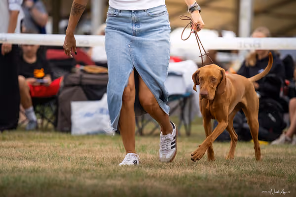 NVP Mladá Boleslav – Vizsla
