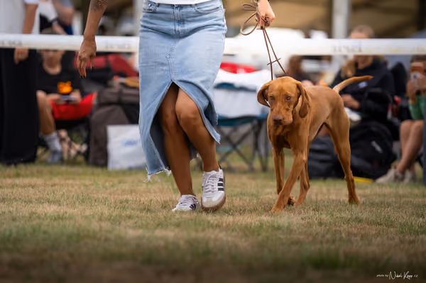 NVP Mladá Boleslav – Vizsla