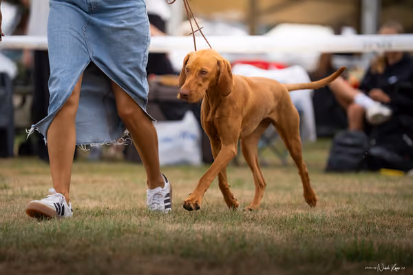 NVP Mladá Boleslav – Vizsla