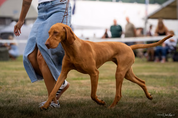 NVP Mladá Boleslav – Vizsla