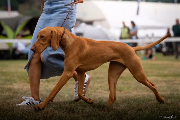 NVP Mladá Boleslav – Vizsla