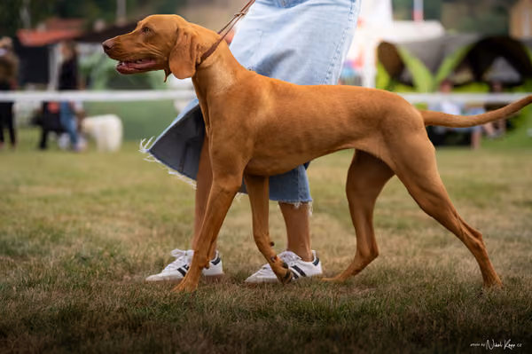 NVP Mladá Boleslav – Vizsla