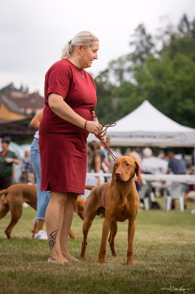 NVP Mladá Boleslav – Vizsla