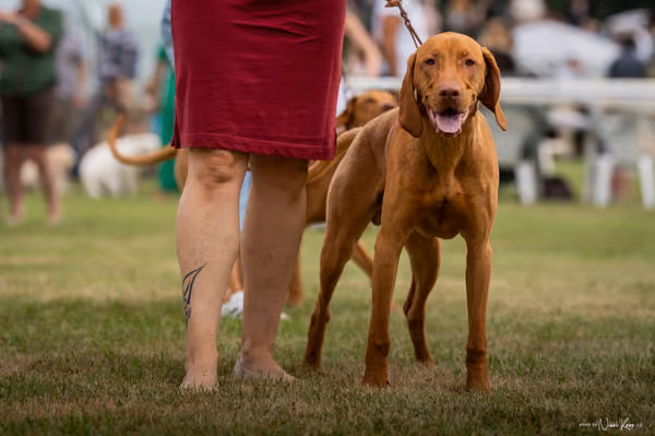 NVP Mladá Boleslav – Vizsla