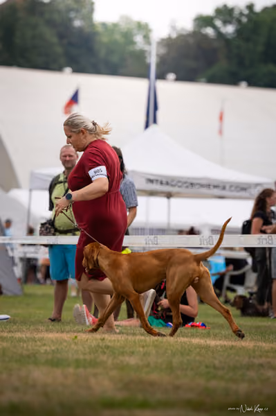 NVP Mladá Boleslav – Vizsla