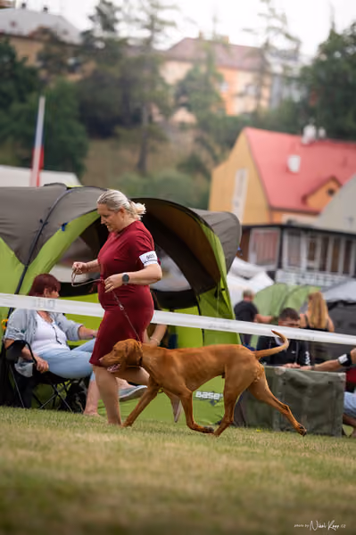 NVP Mladá Boleslav – Vizsla