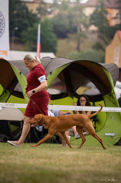 NVP Mladá Boleslav – Vizsla