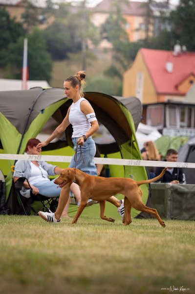 NVP Mladá Boleslav – Vizsla