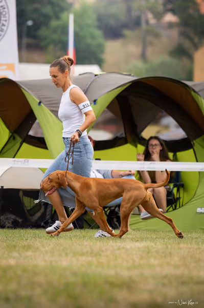 NVP Mladá Boleslav – Vizsla