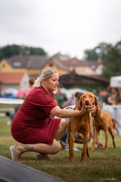 NVP Mladá Boleslav – Vizsla