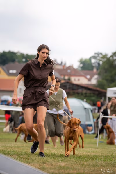 NVP Mladá Boleslav – Vizsla
