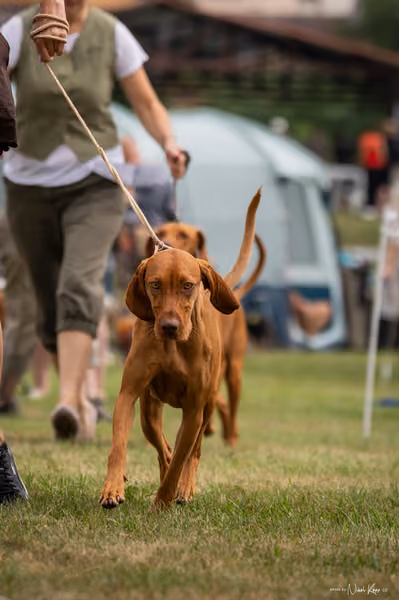 NVP Mladá Boleslav – Vizsla