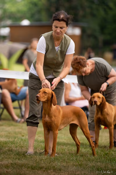 NVP Mladá Boleslav – Vizsla