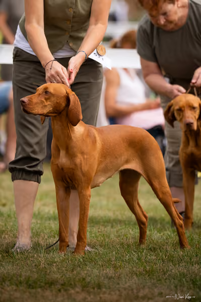 NVP Mladá Boleslav – Vizsla