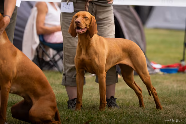 NVP Mladá Boleslav – Vizsla
