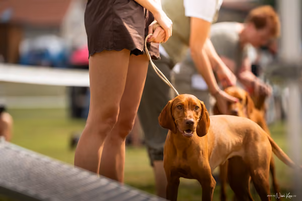 NVP Mladá Boleslav – Vizsla