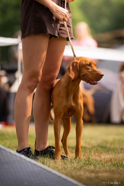 NVP Mladá Boleslav – Vizsla