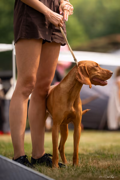 NVP Mladá Boleslav – Vizsla