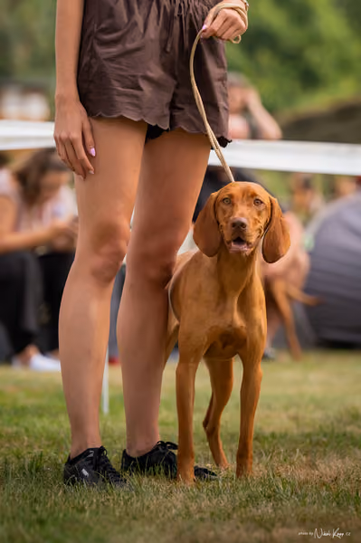 NVP Mladá Boleslav – Vizsla