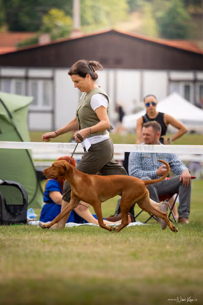 NVP Mladá Boleslav – Vizsla