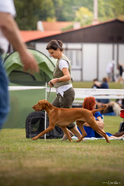 NVP Mladá Boleslav – Vizsla
