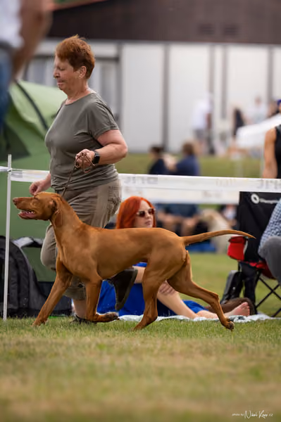 NVP Mladá Boleslav – Vizsla