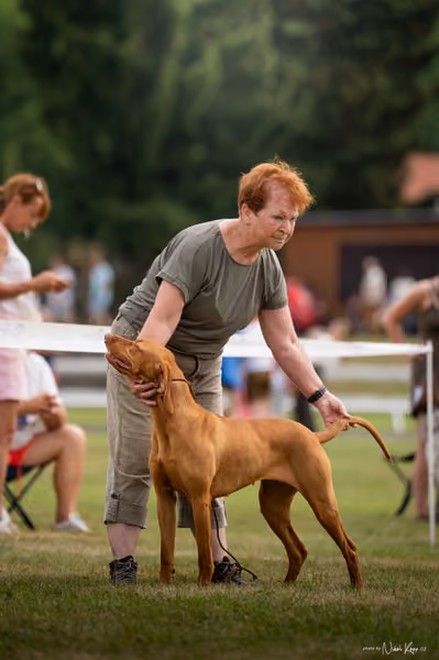 NVP Mladá Boleslav – Vizsla