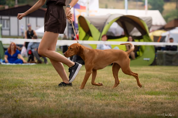 NVP Mladá Boleslav – Vizsla