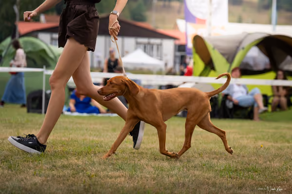 NVP Mladá Boleslav – Vizsla