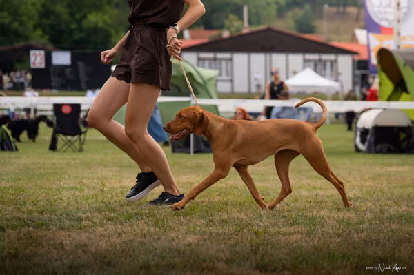 NVP Mladá Boleslav – Vizsla