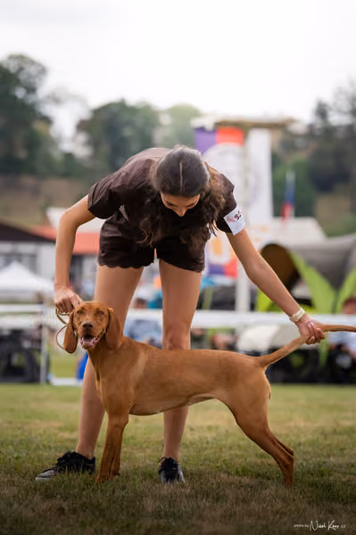 NVP Mladá Boleslav – Vizsla