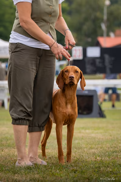 NVP Mladá Boleslav – Vizsla