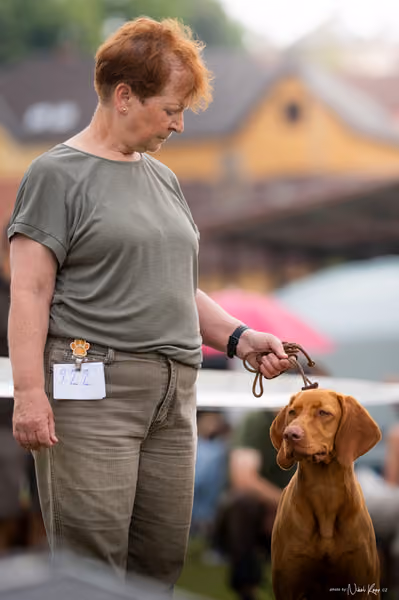 NVP Mladá Boleslav – Vizsla