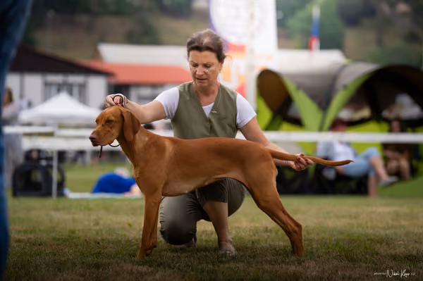 NVP Mladá Boleslav – Vizsla