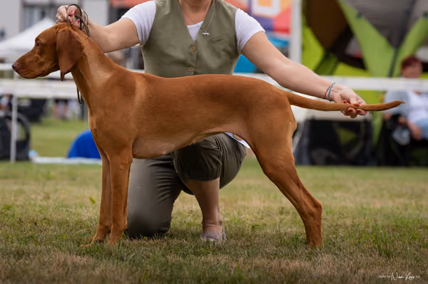 NVP Mladá Boleslav – Vizsla