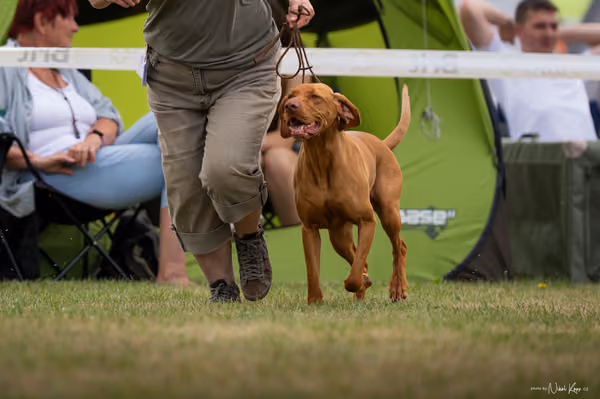 NVP Mladá Boleslav – Vizsla