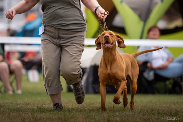 NVP Mladá Boleslav – Vizsla