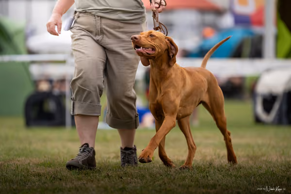 NVP Mladá Boleslav – Vizsla
