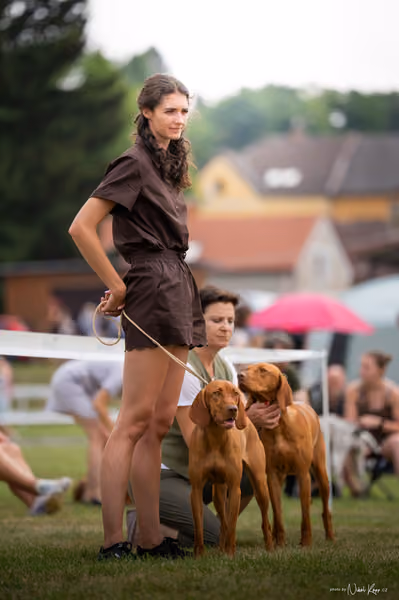 NVP Mladá Boleslav – Vizsla