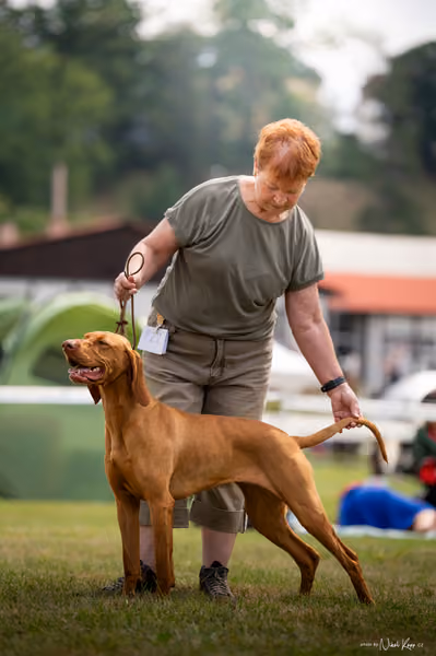 NVP Mladá Boleslav – Vizsla